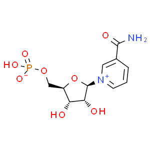 β-煙酰胺單核苷酸；NMN
